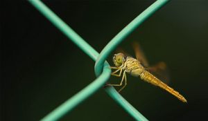 Preview wallpaper insect, net, metal, crawl