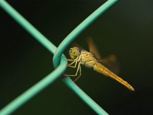 Preview wallpaper insect, net, metal, crawl