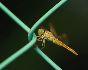 Preview wallpaper insect, net, metal, crawl