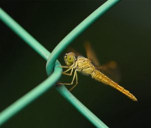 Preview wallpaper insect, net, metal, crawl