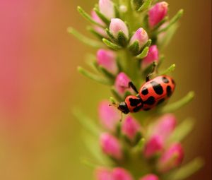 Preview wallpaper insect, plant, branch