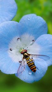 Preview wallpaper insect, plant, flower