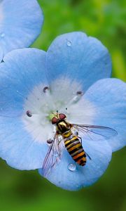 Preview wallpaper insect, plant, flower