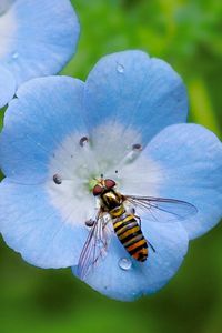 Preview wallpaper insect, plant, flower