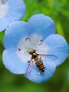 Preview wallpaper insect, plant, flower