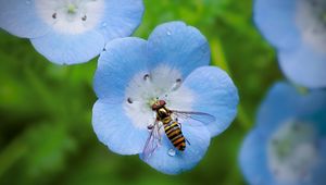 Preview wallpaper insect, plant, flower