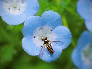 Preview wallpaper insect, plant, flower