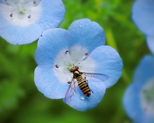 Preview wallpaper insect, plant, flower