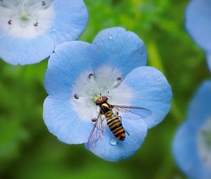 Preview wallpaper insect, plant, flower