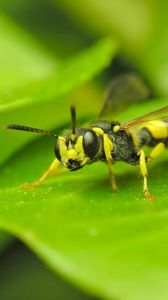 Preview wallpaper insect, wasp, grass, surface