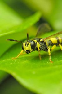 Preview wallpaper insect, wasp, grass, surface