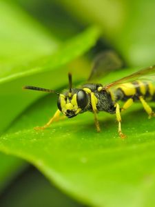 Preview wallpaper insect, wasp, grass, surface