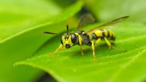 Preview wallpaper insect, wasp, grass, surface