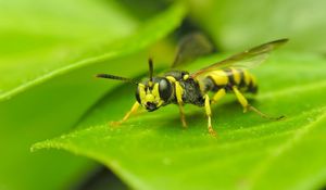 Preview wallpaper insect, wasp, grass, surface