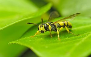 Preview wallpaper insect, wasp, grass, surface