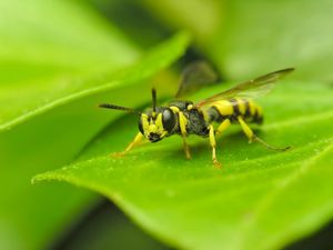 Preview wallpaper insect, wasp, grass, surface