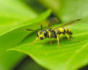 Preview wallpaper insect, wasp, grass, surface