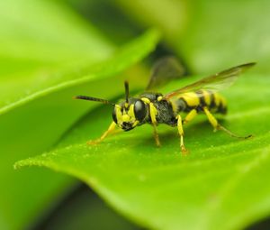 Preview wallpaper insect, wasp, grass, surface