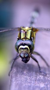 Preview wallpaper insect, wings, eyes, surface