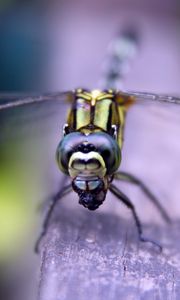 Preview wallpaper insect, wings, eyes, surface