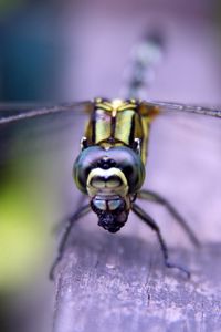 Preview wallpaper insect, wings, eyes, surface