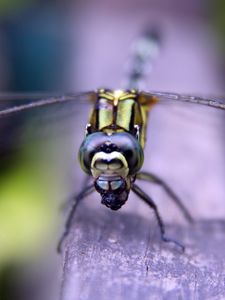 Preview wallpaper insect, wings, eyes, surface