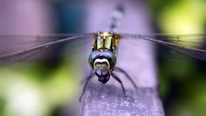 Preview wallpaper insect, wings, eyes, surface