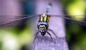 Preview wallpaper insect, wings, eyes, surface