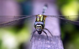 Preview wallpaper insect, wings, eyes, surface