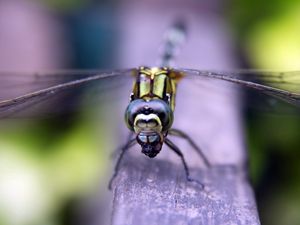 Preview wallpaper insect, wings, eyes, surface