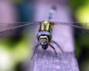 Preview wallpaper insect, wings, eyes, surface