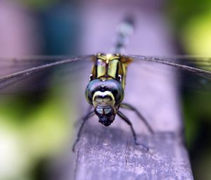 Preview wallpaper insect, wings, eyes, surface