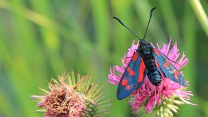 Preview wallpaper insect, wings, flower, stem