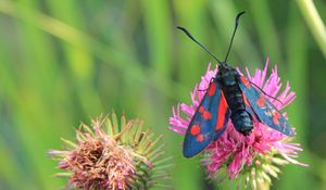 Preview wallpaper insect, wings, flower, stem