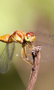 Preview wallpaper insect, wings, mustaches, grass