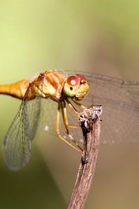 Preview wallpaper insect, wings, mustaches, grass