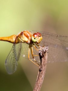 Preview wallpaper insect, wings, mustaches, grass