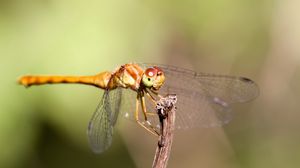 Preview wallpaper insect, wings, mustaches, grass