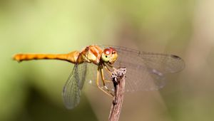 Preview wallpaper insect, wings, mustaches, grass