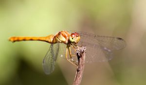 Preview wallpaper insect, wings, mustaches, grass