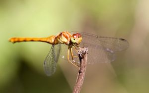 Preview wallpaper insect, wings, mustaches, grass