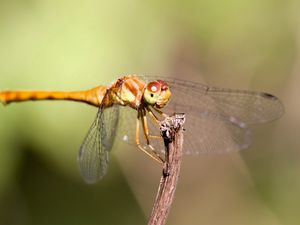 Preview wallpaper insect, wings, mustaches, grass