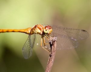 Preview wallpaper insect, wings, mustaches, grass