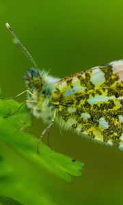 Preview wallpaper insect, wings, plant, close-up