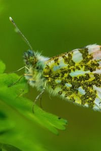 Preview wallpaper insect, wings, plant, close-up