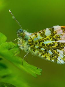 Preview wallpaper insect, wings, plant, close-up