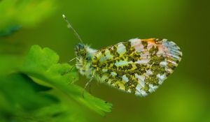 Preview wallpaper insect, wings, plant, close-up