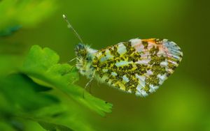 Preview wallpaper insect, wings, plant, close-up