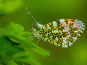 Preview wallpaper insect, wings, plant, close-up