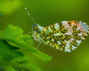 Preview wallpaper insect, wings, plant, close-up